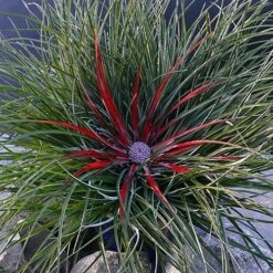 Bromeliad 'Fascicularia Bicolour' -Flower Harvest Shop 560100 6