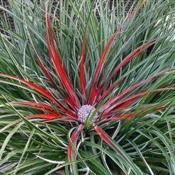 Bromeliad 'Fascicularia Bicolour' -Flower Harvest Shop 560100 7