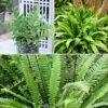 Evergreen Hardy Fern Collection - 3 Varieties