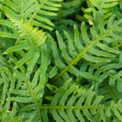 Evergreen Hardy Fern Collection - 3 Varieties -Flower Harvest Shop 560213 1