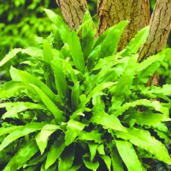 Evergreen Hardy Fern Collection - 3 Varieties -Flower Harvest Shop 560213 2