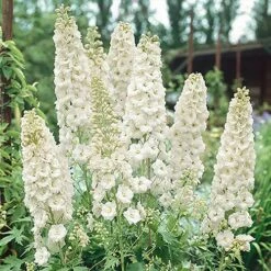 Delphinium Collection -Flower Harvest Shop 560252 1