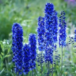 Delphinium Collection -Flower Harvest Shop 560252 2