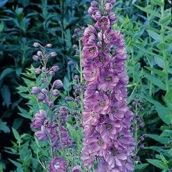Delphinium Collection -Flower Harvest Shop 560252 3