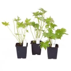 Delphinium Collection -Flower Harvest Shop 560252 5