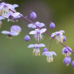 Thalictrum Rochebrunianum 'Meadow Rue' -Flower Harvest Shop 560256 2