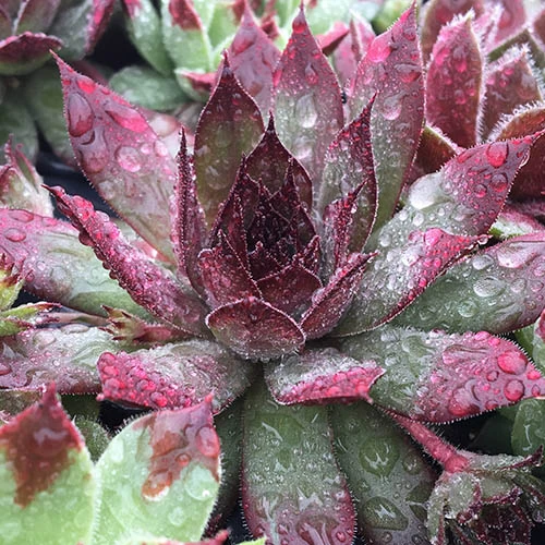 Ultimate 'Chick Charms' Sempervivums Collection 4 Ultimate 'Chick Charms' Sempervivums Collection - Image 4