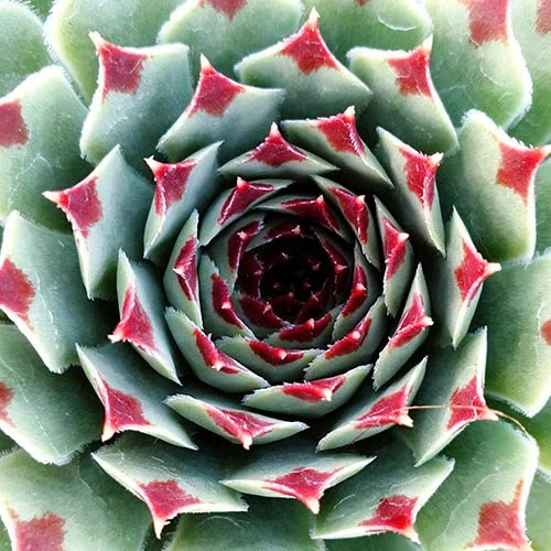 Ultimate 'Chick Charms' Sempervivums Collection 5 Ultimate 'Chick Charms' Sempervivums Collection - Image 5