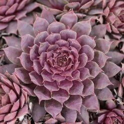 Ultimate 'Chick Charms' Sempervivums Collection 15 Ultimate 'Chick Charms' Sempervivums Collection -Flower Harvest Shop 560537 6