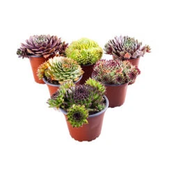 Ultimate 'Chick Charms' Sempervivums Collection 17 Ultimate 'Chick Charms' Sempervivums Collection -Flower Harvest Shop 560537 8