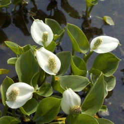 Pond Plant Collection -Flower Harvest Shop 560559 1
