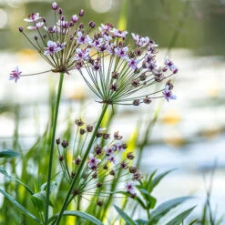 Pond Plant Collection -Flower Harvest Shop 560559 2