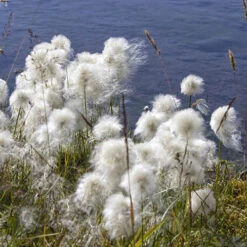 Pond Plant Collection -Flower Harvest Shop 560559 6