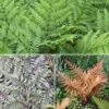Colourful Hardy Fern Collection