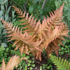Colourful Hardy Fern Collection -Flower Harvest Shop 560578 2