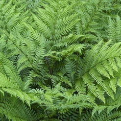 Colourful Hardy Fern Collection -Flower Harvest Shop 560578 3