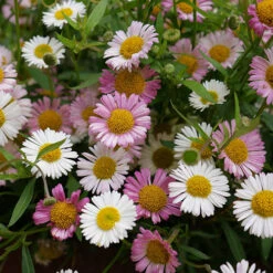 Erigeron Karvinskianus 'Profusion' Mexican Fleabane -Flower Harvest Shop 560640 1