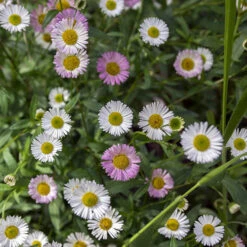 Erigeron Karvinskianus 'Profusion' Mexican Fleabane -Flower Harvest Shop 560640 2