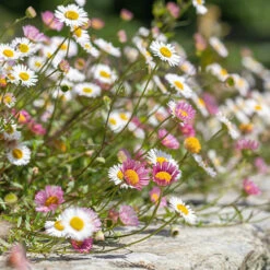Erigeron Karvinskianus 'Profusion' Mexican Fleabane -Flower Harvest Shop 560640 3