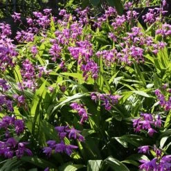 Bletilla Striata 'Blue Dragon' -Flower Harvest Shop 560650 2