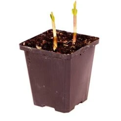 Bletilla Striata 'Blue Dragon' -Flower Harvest Shop 560650 3