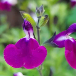 Salvia 'Lips' Collection -Flower Harvest Shop 560668 2