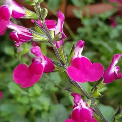 Salvia 'Lips' Collection -Flower Harvest Shop 560668 3