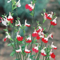 Salvia 'Lips' Collection -Flower Harvest Shop 560668 4