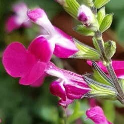 Salvia 'Lips' Collection -Flower Harvest Shop 560668 6