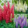 Hardy Lupin 'Gallery' Series