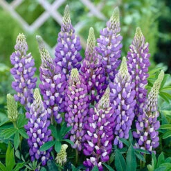 Hardy Lupin 'Gallery' Series -Flower Harvest Shop 560709 3