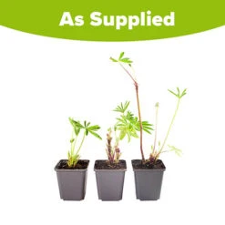 Hardy Lupin 'Gallery' Series -Flower Harvest Shop 560709 4