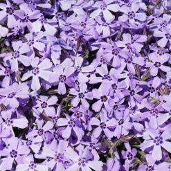 Carpet Phlox Collection -Flower Harvest Shop 560712 3