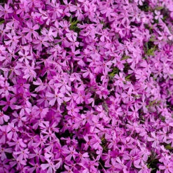 Carpet Phlox Collection -Flower Harvest Shop 560712 4