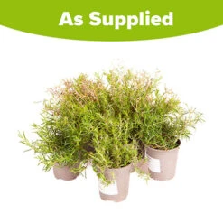 Carpet Phlox Collection -Flower Harvest Shop 560712 5