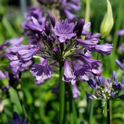 Agapanthus 'Poppin Purple'