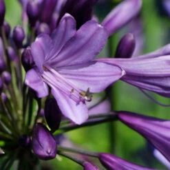 Agapanthus 'Poppin Purple' 9 Agapanthus 'Poppin Purple' -Flower Harvest Shop 560829 2