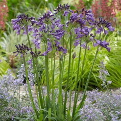 Agapanthus 'Poppin Purple' 10 Agapanthus 'Poppin Purple' -Flower Harvest Shop 560829 3