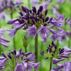 Agapanthus 'Poppin Purple' 11 Agapanthus 'Poppin Purple' -Flower Harvest Shop 560829 4