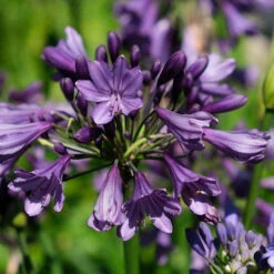 Agapanthus 'Poppin Purple' 13 Agapanthus 'Poppin Purple' -Flower Harvest Shop 560829 6