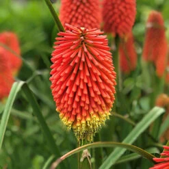 Kniphofia Flamenco 'Red Hot Poker'