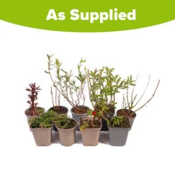 Hardy Perennial Plant Lucky Dip -Flower Harvest Shop 561046 5