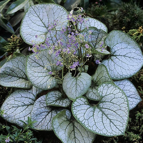 Brunnera Macrophylla Jack Frost 9cm X3 1 Brunnera Macrophylla Jack Frost 9cm X3