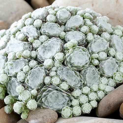 Sempervivum Mix 2 Sempervivum Mix - Image 2