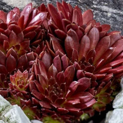 Sempervivum Mix 6 Sempervivum Mix -Flower Harvest Shop 561061 2