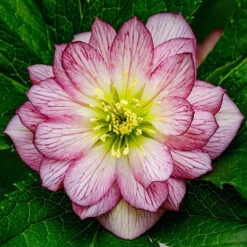 Hellebore Double Collection 9cm X 6 -Flower Harvest Shop 561065 2