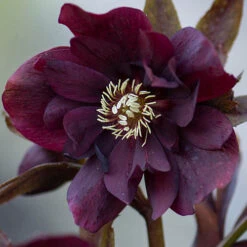 Hellebore Double Collection 9cm X 6 -Flower Harvest Shop 561065 3