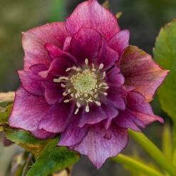 Hellebore Double Collection 9cm X 6 -Flower Harvest Shop 561065 4