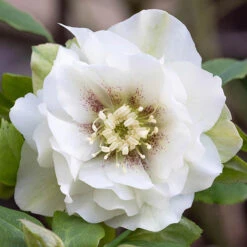 Hellebore Double Collection 9cm X 6 -Flower Harvest Shop 561065 5