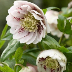 Hellebore Double Collection 9cm X 6 -Flower Harvest Shop 561065 6